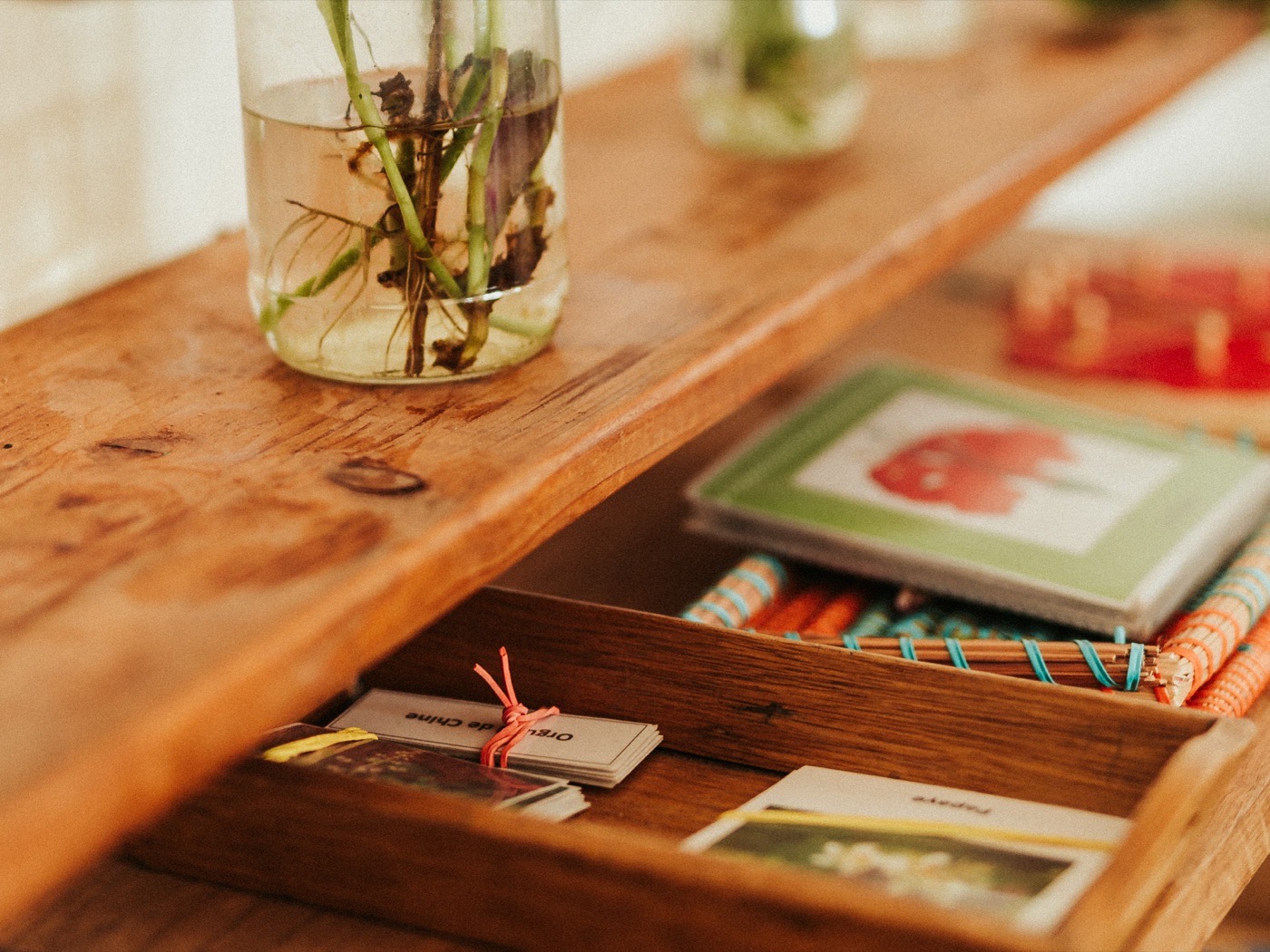 Bocaux de plantes et cartes de nomenclatures