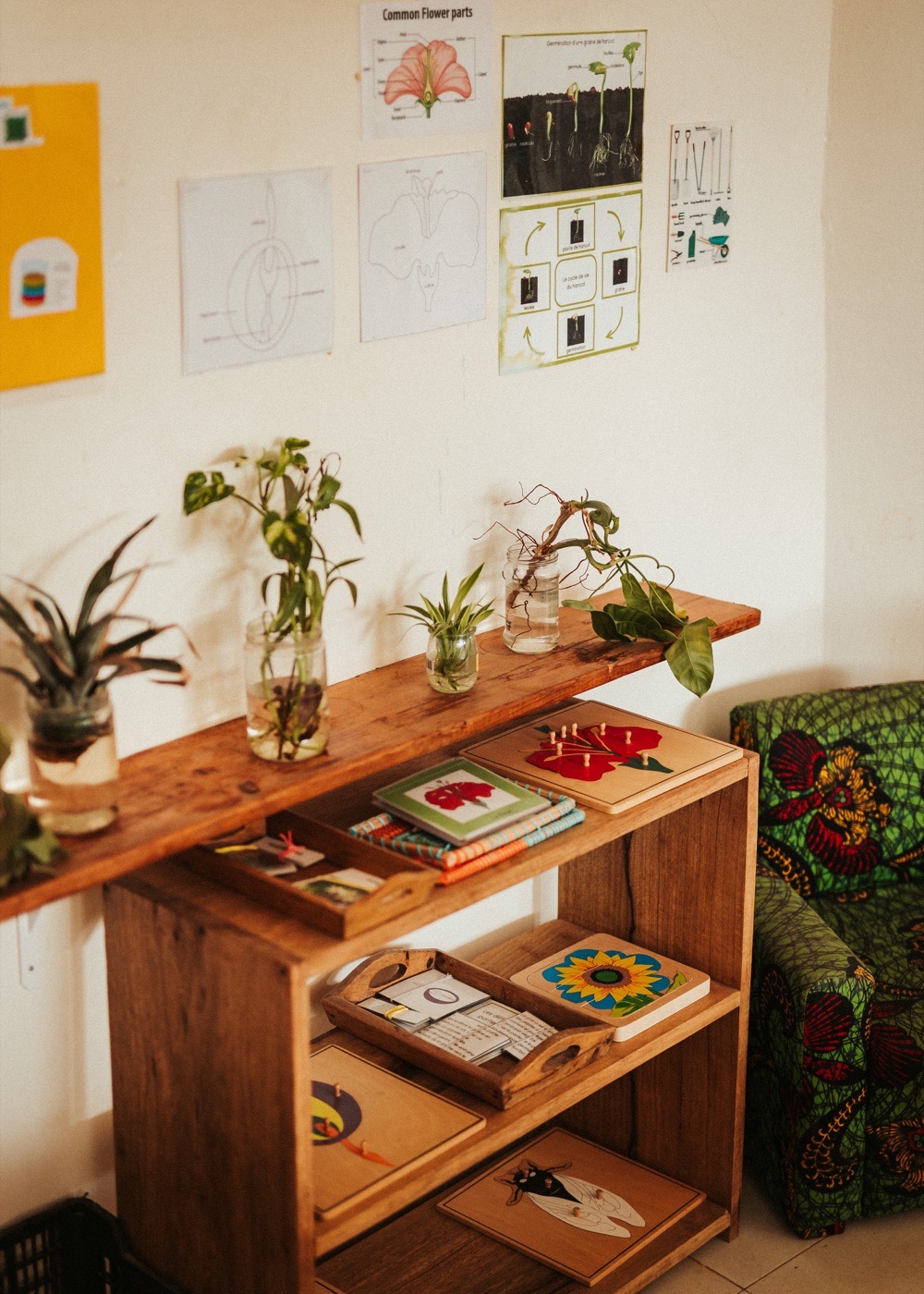 Coin botanique avec bocaux de plantes vivantes